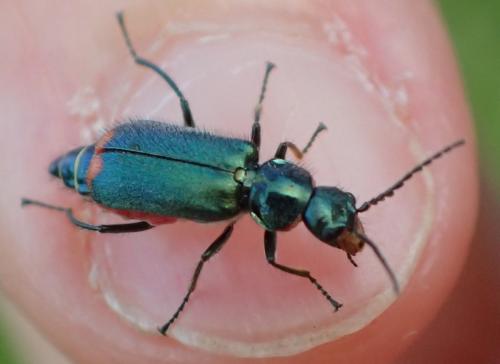 Malachius sp.